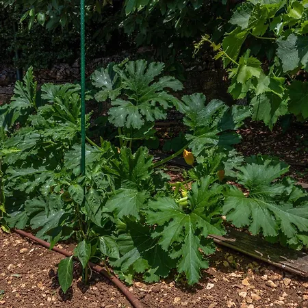 Villa Organic Gardens *