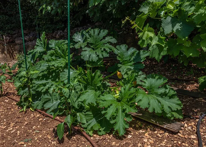 Villa Organic Gardens *